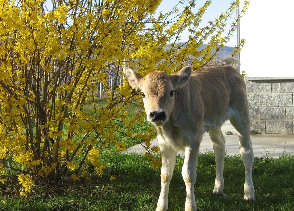 Agriturismo Fior Di Campo Дронеро Экстерьер фото