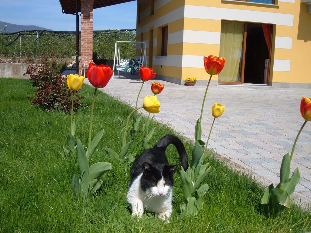 Agriturismo Fior Di Campo Дронеро Экстерьер фото